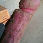 レス29番の画像1