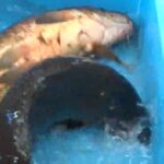 レス1番のリンク先のサムネイル画像