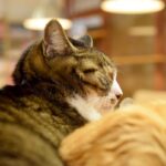 レス26番の画像2