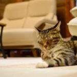 レス20番の画像1