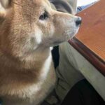 レス1番の画像3