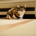 レス21番の画像1