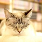 レス26番の画像1