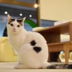 レス6番の画像1