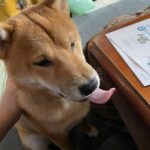 レス13番の画像1