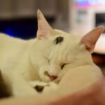 レス23番の画像2