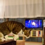 レス29番の画像3