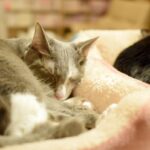 レス28番の画像2