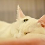 レス23番の画像3