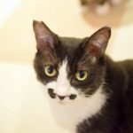 レス14番の画像1