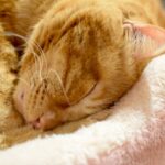 レス25番の画像3