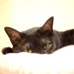 レス16番の画像2