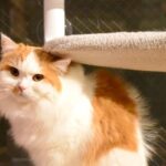 レス22番の画像3