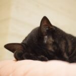 レス26番の画像3