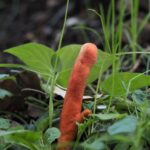 レス23番の画像1