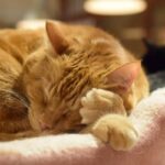 レス25番の画像4