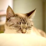 レス20番の画像2