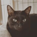 レス16番の画像1