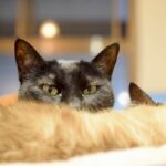 レス30番の画像2