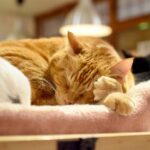 レス25番の画像1