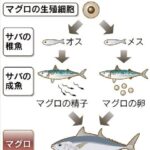 レス33番の画像1