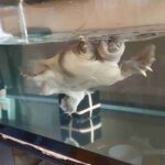 レス21番の画像1