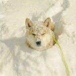 レス10番の画像1