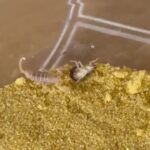 レス2番のリンク先のサムネイル画像