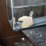 レス1番の画像1