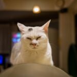 レス31番の画像2