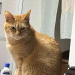 レス69番の画像1