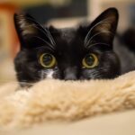 レス3番の画像1