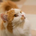 レス15番の画像1