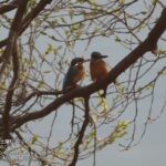 レス25番の画像4