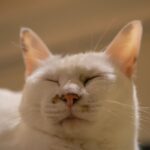 レス31番の画像1