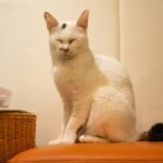 レス31番の画像5