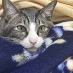 レス168番の画像2