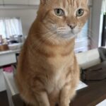 レス7番の画像1