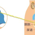 レス1番のリンク先のサムネイル画像