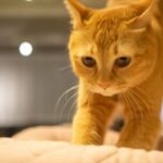 レス36番の画像2