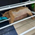 レス140番の画像3