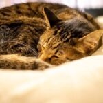 レス8番の画像1