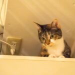 レス11番の画像2