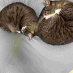 レス97番の画像2