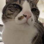 レス168番の画像1