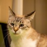 レス42番の画像3