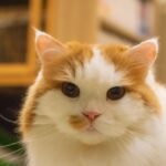 レス15番の画像2