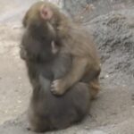 レス1番の画像2