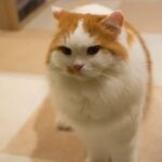 レス22番の画像1