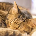 レス8番の画像2